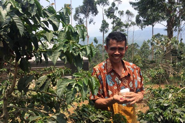 Java Preanger, Kopi Lokal Bercita Rasa Mendunia