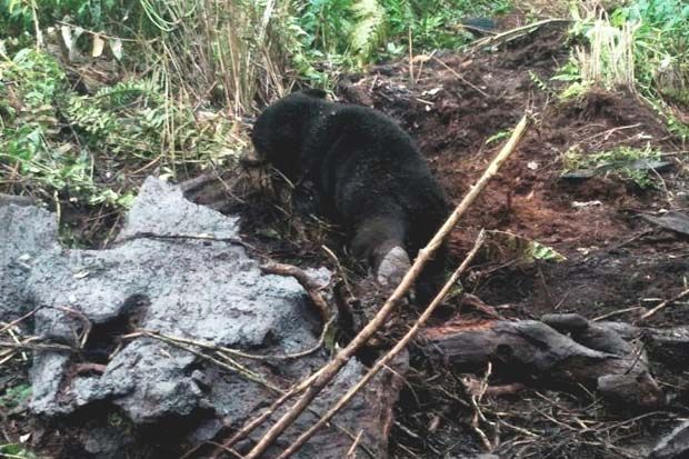 Seekor Anak Beruang Madu Terjerat di Kebun Sawit, Induknya Terus Menjaga