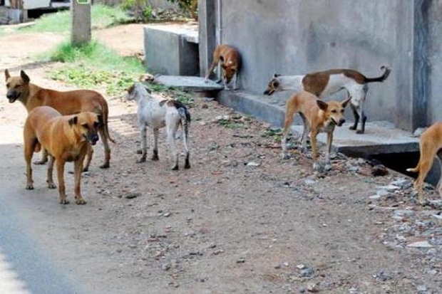 Anjing Liar Hantui Warga Gunungkidul, 13 Kambing Mati Diserang