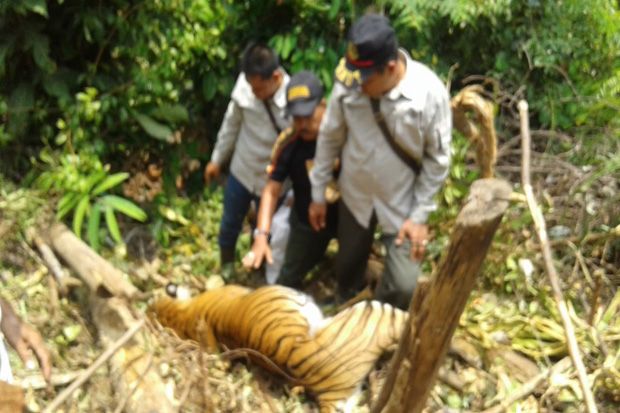 Harimau yang Mati Tergantung di Jurang Ternyata Sedang Hamil