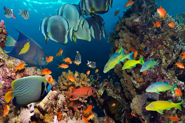 IPCC Sebut Sebagian Habitat Laut Punah Dalam Waktu Dekat
