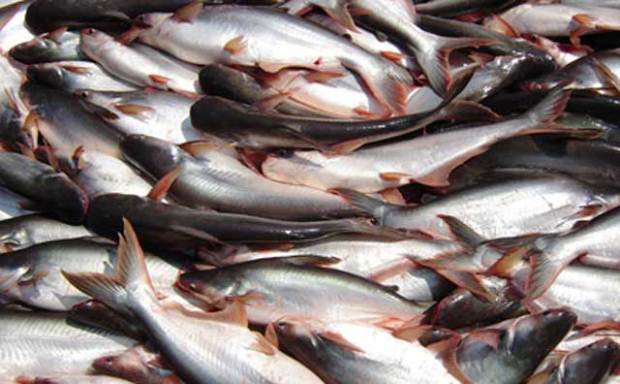 Industri Ikan Patin Jadi Andalan Tembus Pasar AS dan Eropa