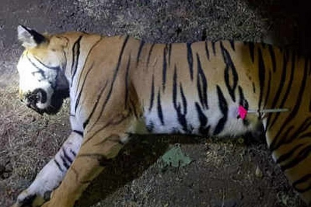 Sudah 13 Orang Terbunuh, Harimau Pemakan Manusia Ditembak Mati
