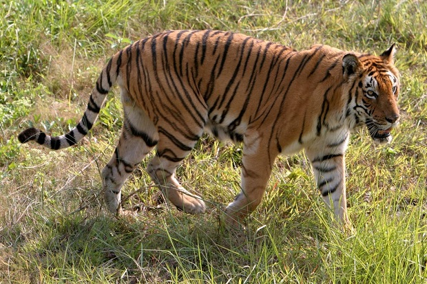Harimau Pemakan Manusia Kembali Dibunuh, Kali Ini Digilas Traktor