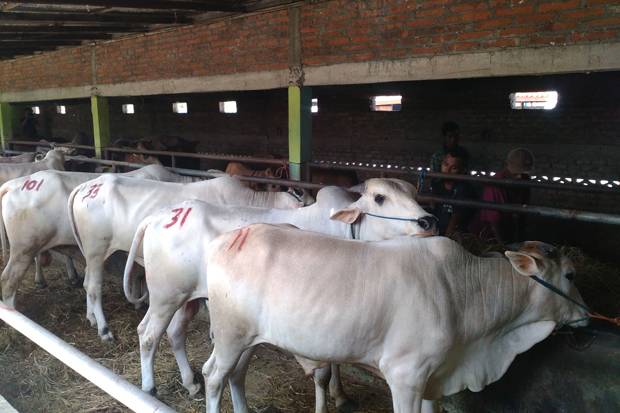 Kementan Salurkan 1.225 Ekor Sapi Brahman Cross ke Peternak