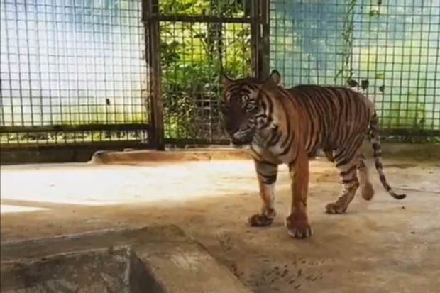 Kondisi Harimau yang Tersesat di Ruko Mulai Membaik