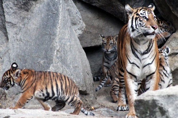 Tiger Diplomacy, Perkuat Hubungan Indonesia–Jerman