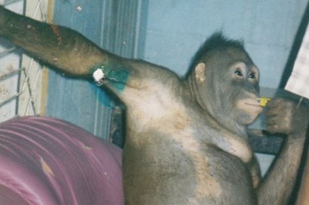 Kisah Orangutan di Kalimantan Dijadikan Pelacur untuk Manusia