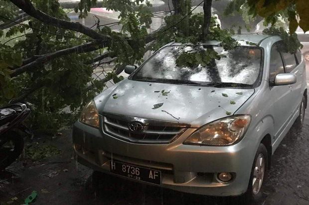 Hujan Badai, Pohon-Pohon Besar Bertumbangan Timpa Mobil di Semarang
