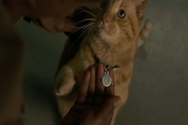Menjawab Misteri Kucing di Trailer Terbaru Captain Marvel