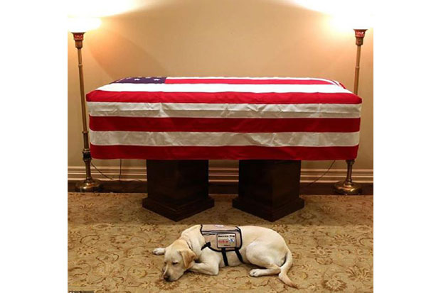 Anjing Layanan untuk Bush Berduka