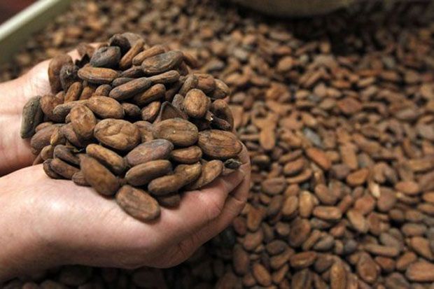 Indonesia Menjadi Produsen Kakao Dunia Bukan Mimpi