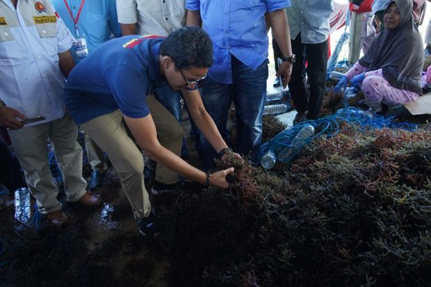 Para Petani Rumput Laut di Tarakan Curhat ke Sandiaga Uno