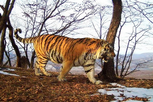 Harimau Ini Minta Bantuan Manusia, Ahli Margasatwa Tercengang
