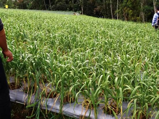 Permintaan Tinggi, Prospek Bisnis Benih Bawang Cerah