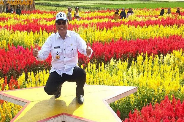 Viral, Kebun Bunga Celosia Musi Rawas Ini Mirip Banget di Belanda