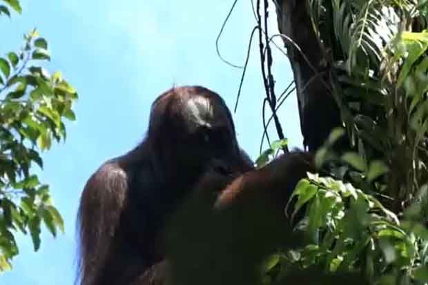 Orangutan Tercerdas di Dunia Ada di Aceh Selatan