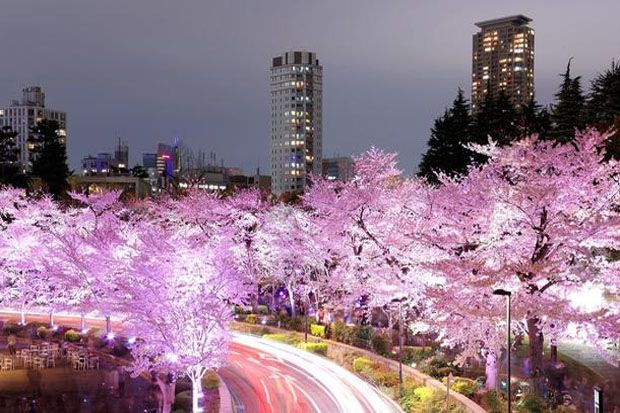 Bunga Sakura Mekar Lebih Awal di Fukuoka Tahun Ini