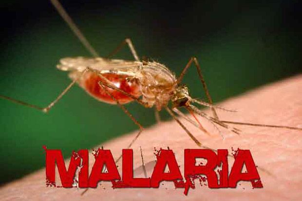 Jenis Nyamuk Penular Malaria Ditemukan di Etiopia