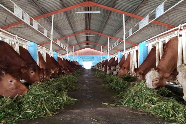 Indonesia Miliki Masa Depan Swasembada Daging Melalui Belgian Blue