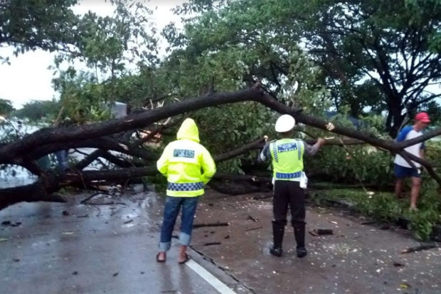 Diterjang Hujan Angin, Pohon Jati Bertumbangan Tutup Jalan di Ungaran