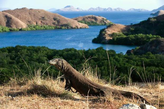 Wacana Pulau Komodo Ditutup Dinilai Mengganggu Pariwisata di NTT