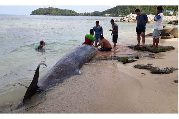 Ikan Paus Mati Terdampar di Pantai Hebohkan Warga Aceh Selatan