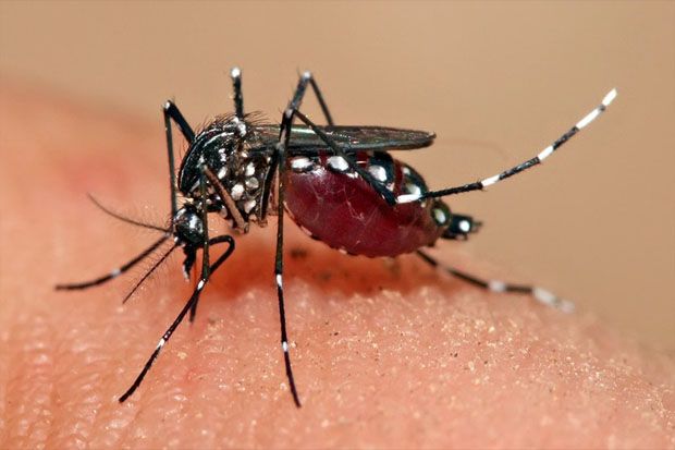 Lonjakan Kasus Demam Berdarah Dengue Juga Disebabkan Ulah Manusia