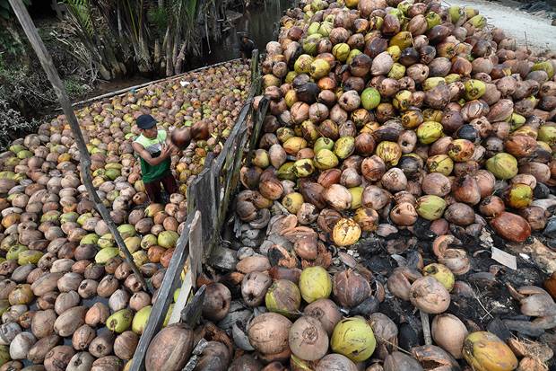 Angkat Potensi Industri Kelapa di Gorontalo Lewat Program Terpadu