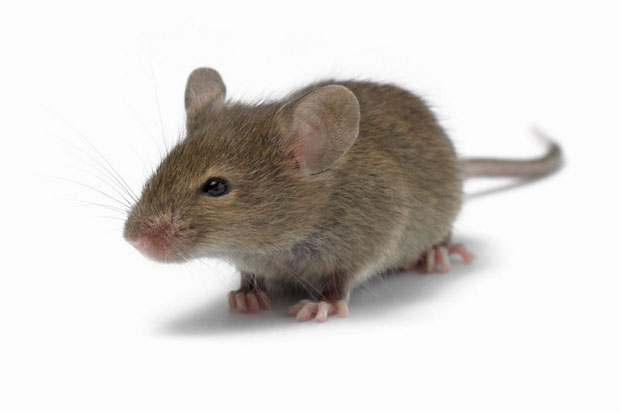 Ilmuan Jepang Klaim Bisa Produksi Ginjal dari Embrio Tikus