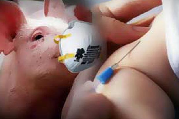 Wabah Flu Babi Meluas di Jepang