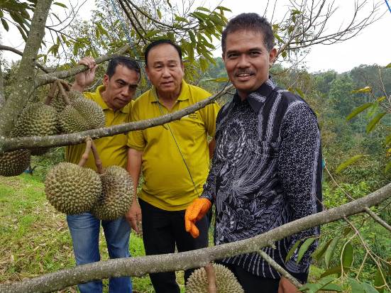 Durian Lokal Diyakini Akan Semakin Bersaing di Pasar Ekspor