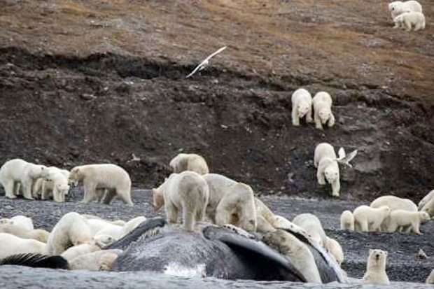Kepulauan Rusia Deklarasikan Keadaan Darurat karena Invasi Beruang Kutub