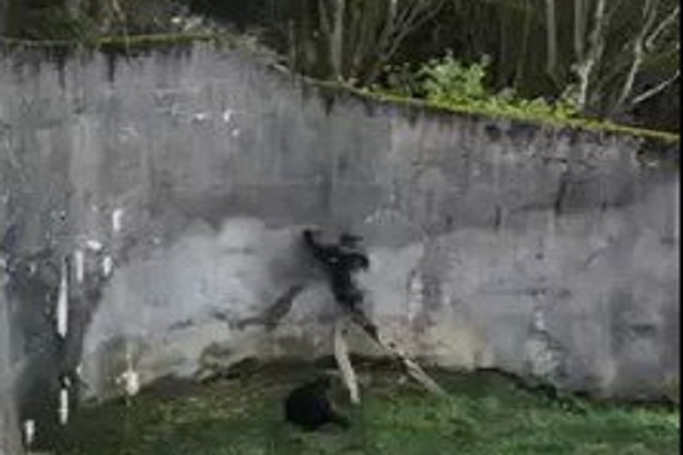 Dahan Dijadikan Tangga, Kawanan Simpanse Kabur dari Kandang Bonbin