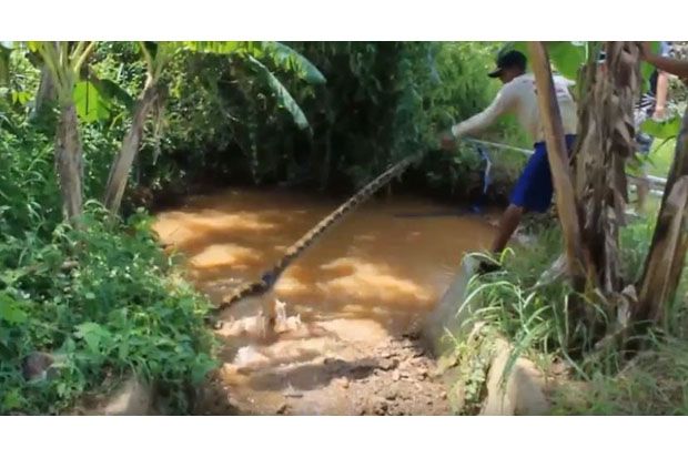 Piton Pemangsa Ternak Ditangkap Warga usai Terseret Banjir