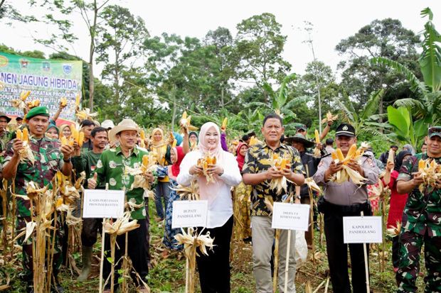 Produksi Jagung di Kabupaten Pandeglang Terus Meningkat