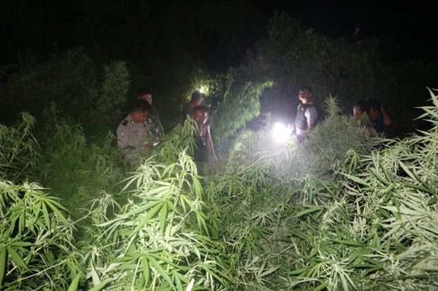 Kecolongan! Lahan Perhutani di Purwakarta Jadi Ladang Ganja