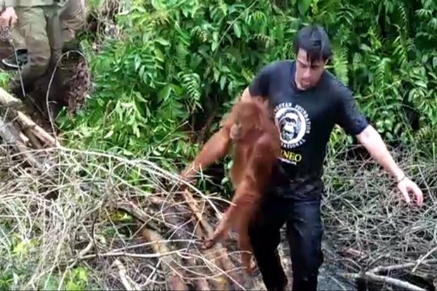 Nyasar di Kebun Sawit, Orangutan Betina dan Anaknya Dievakuasi Petugas BKSDA