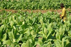 Petani Diimbau Pilih Caleg yang Peduli Sektor Tembakau