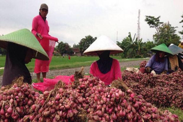 Ini Fakta Penggunaan Pestisida di Sentra Bawang Terluas di Asia Tenggara