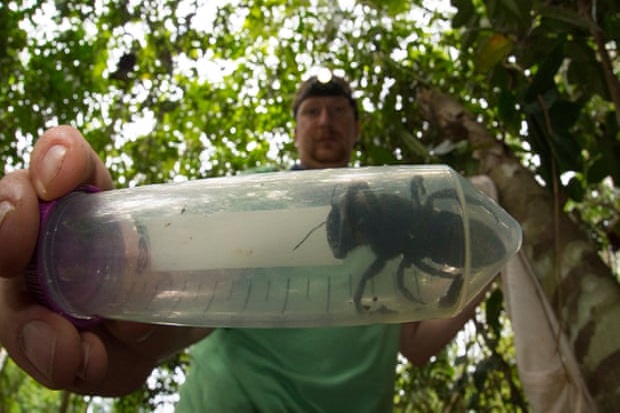 Lebah Terbesar di Dunia yang Hilang 38 Tahun Ditemukan di Indonesia