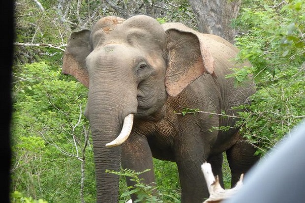 Terlalu Banyak, Gajah di Botswana Bakal Dibantai Jadi Makanan Kaleng