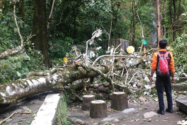 Empat Pengunjung Tlogo Muncar Ditimpa Pohon Tumbang, Satu Orang Tewas