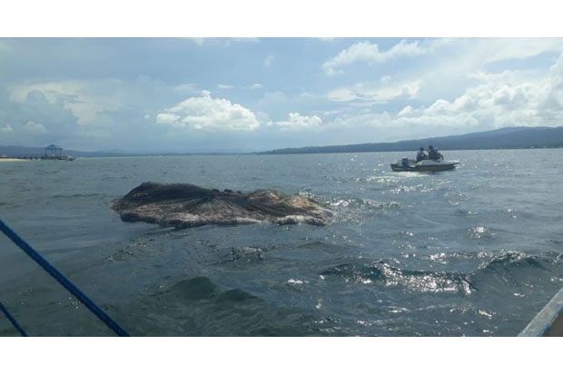 Bangkai Paus Membusuk Terdampar di Kawasan Wisata Pulau Bokori