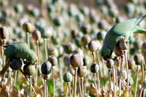 Burung Beo di India Kecanduan Opium