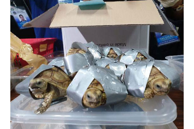 Filipina Sita 1.500 Kura-kura Diselundupkan Lewat Bandara