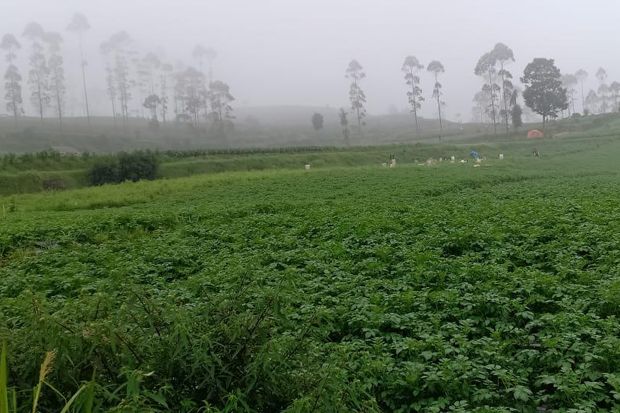 Petani Dieng Sambut Positif Tawaran Rotasi Tanam Kentang