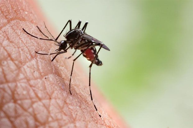 Cegah Demam Berdarah Dengue, Jangan Salah Berantas Sarang Nyamuk