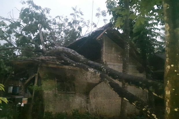 Pangandaran Hujan Angin, Rumah Warga Tertimpa Pohon Tumbang