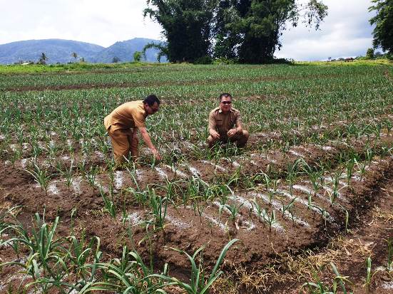 Kementan Tumbuhkan Sentra Sayuran Baru di Kawasan Timur Indonesia